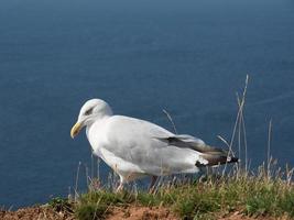 l'île d'helgoland photo