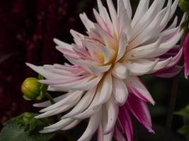 Dahlias à l'heure d'été en Allemagne photo