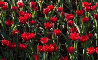 groupe de fleurs de tulipes sont des plantes vivaces à floraison printanière qui poussent à partir de bulbes, ce sont des fleurs populaires nationales des pays-bas. photo