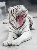 tigre du Bengale blanc photo