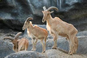 moutons de barbarie au zoo photo