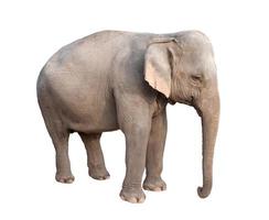 éléphant d'asie isolé photo