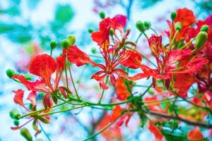 été poinciana phoenix est une espèce de plante à fleurs vivant dans les régions tropicales ou subtropicales. fleur de flamme rouge, poinciana royal photo