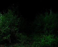 forêt tropicale feuillage plantes buissons sombre nuit photo