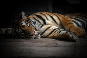 tigre du bengale qui dort photo