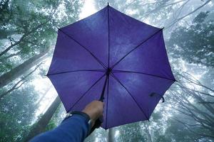 Parapluie à main avec vue à angle bas du sommet de l'arbre dans la brume photo