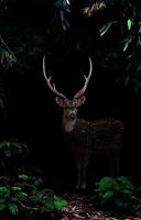 Axe cerf debout dans la forêt sombre photo