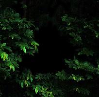 forêt tropicale feuillage plantes buissons sombre nuit photo