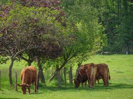 vaches en westphalie photo