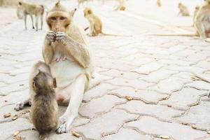 mère singe mange des noix photo
