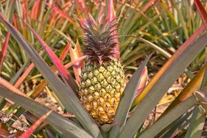 ananas dans le champ photo