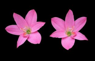 zephyranthes spp ou lis de fée ou lis de pluie ou fleur de zéphyr. gros plan petit bouquet de fleurs à tête rose isolé sur fond blanc. photo