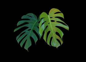 plante herricane ou usine de fromage suisse ou plante de fenêtre ou arbre monstera. gros plan sur un buisson de feuilles vertes exotiques isolé sur fond noir. photo