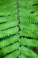 feuilles de fougère verte fraîche photo