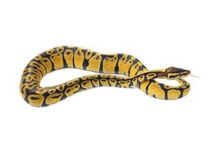 Python royal sur fond blanc photo