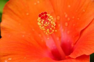 pollen de fleur d'hibiscus. photo