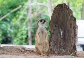 le suricate sort de son trou photo