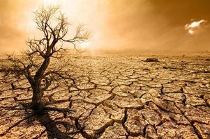 les arbres meurent dans une terre aride à cause du réchauffement climatique. photo