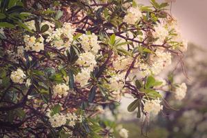 arbre plumeria blanc dans le jardin photo