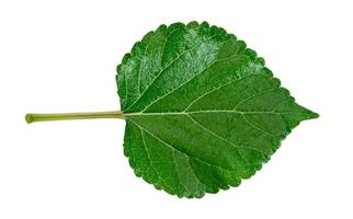 feuillage de mûrier, motif de feuilles vertes de plantes à feuilles tropicales isolées sur fond blanc photo