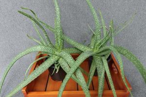 plante d'aloe vera sur des pots en bois extérieurs photo