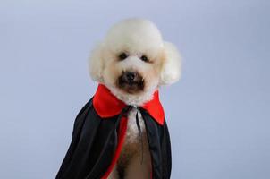 mise au point sélective sur les yeux d'un adorable chien caniche blanc portant un costume de dracula halloween sur fond de couleur blanche. photo