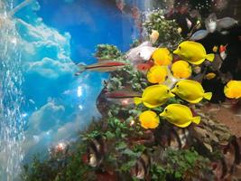 groupe défocalisé de poissons coralliens jaunes sous l'utilisation de la mer pour le fond de texture. groupe de poissons de corail jaune sous la mer. une variété de poissons tropicaux nage parmi les récifs coralliens. photo