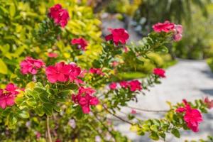 petites fleurs épanouies roses rouges. parc de jardin tropical ensoleillé, gros plan floral en fleurs photo