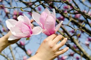 fleur de magnolia photo