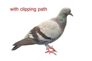 Pigeon sur fond coloré avec un tracé de détourage