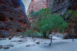 oasis parmi les rochers photo