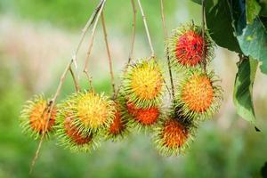 concept de ramboutan aux fruits thaïlandais. fruit de ramboutan rouge, délicieux, sucré, parfumé, prêt à être récolté pour la vente. photo