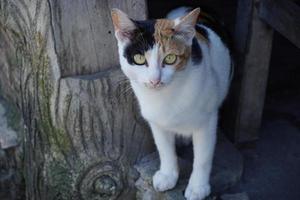 une photographie d'un chat tricolore aux yeux bruns grimpant dessus. photo