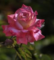 une rose thé rose et blanche photo