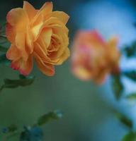 une fleur de rose thé orange photo