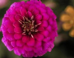 un zinnia commun . rose photo