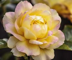 une fleur de rose thé jaune, blanche et rose photo