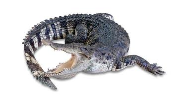 crocodile isolé sur fond blanc, inclure un tracé de détourage photo