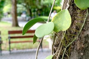 motif de feuilles vertes, feuille de plante grimpante tropicale sweetheart hoya ou valentine hoya dans le jardin photo