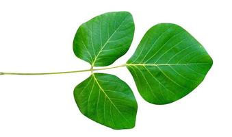 motif de feuilles vertes de plantes à feuilles tropicales isolées sur fond blanc, inclure un tracé de détourage photo