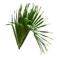 feuille de palmier, motif de feuilles de noix de coco vert isolé sur fond blanc photo