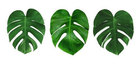 motif de feuilles vertes, set leaf monstera isolé sur fond blanc photo