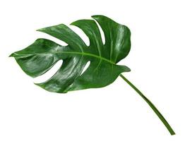 motif de feuilles vertes, feuilles de monstera isolées sur fond blanc photo
