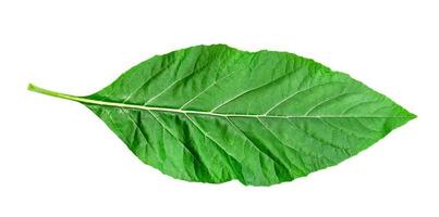 feuillage de gymnanthemum extensum, motif de feuilles vertes de plantes à feuilles tropicales isolées sur fond blanc photo