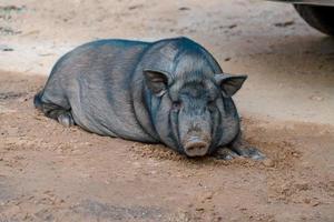 cochon noir sur le sable photo