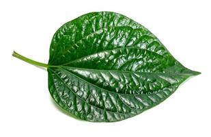Piper sarmentosum roxb ou chaplo ou feuillage de piperaceae, motif de feuilles vertes de plante à feuilles tropicales isolée sur fond blanc