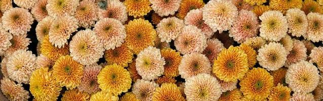 belle bannière fleurissant des chrysanthèmes orange et jaunes. gros plan de fleurs orange, marron et jaunes, abstrait floral doux. photo