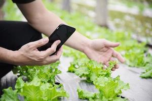 homme de ferme travaillant dans son jardin de laitue biologique - gens de ferme intelligents dans un concept d'agriculture biologique propre photo