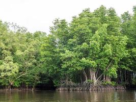 la forêt de mangrove empêche la corrosion du littoral en thaïlande. photo