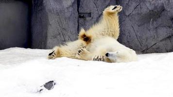 ours polaire pôle nord des animaux neige hiver